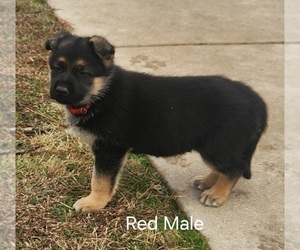 German Shepherd Dog Puppy for Sale in ARDMORE, Oklahoma USA