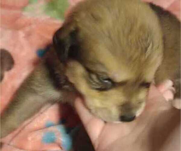 Medium Photo #17 Great Pyrenees-Rottweiler Mix Puppy For Sale in SALEM, AR, USA