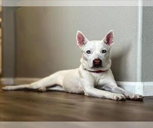 American Pit Bull Terrier-Siberian Husky Mix Dogs for adoption in Las Vegas, NV, USA