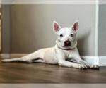 Small American Pit Bull Terrier-Siberian Husky Mix