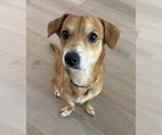 Small #7 Chihuahua Mix