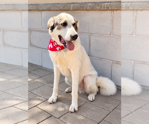 Medium Photo #3 Great Pyrenees-Unknown Mix Puppy For Sale in Euless, TX, USA