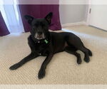 Small #39 Labrador Retriever Mix