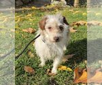 Small #2 Mutt