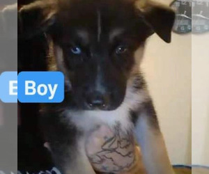 German Shepherd Dog-Siberian Husky Mix Puppy for sale in SCOTTDALE, PA, USA