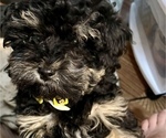 Small #9 Poodle (Toy)-ShihPoo Mix