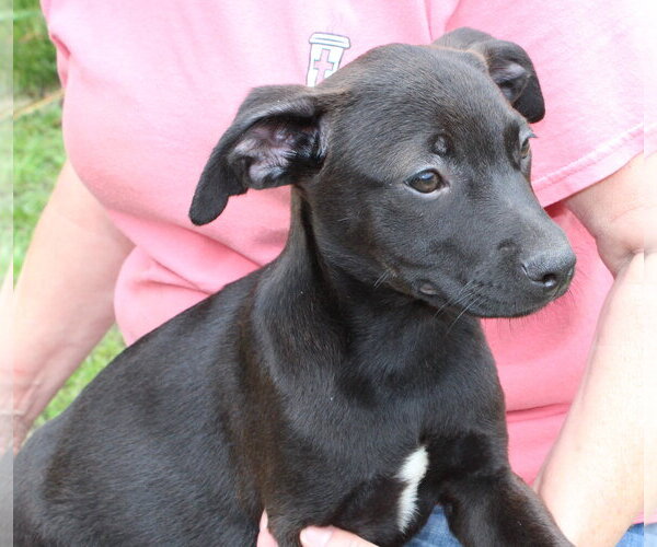 Medium Photo #2 Labrador Retriever-Unknown Mix Puppy For Sale in Prattville, AL, USA