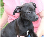 Small #1 Labrador Retriever Mix