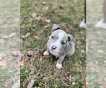 Small #5 American Bully