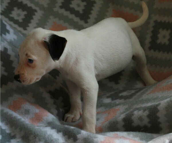 Medium Photo #15 Dalmatian-Labrador Retriever Mix Puppy For Sale in Attalka, AL, USA