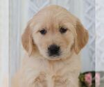 Small Golden Retriever