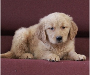 Golden Retriever Puppy for sale in FREDERICKSBURG, OH, USA