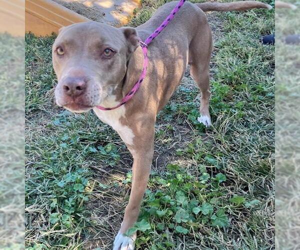 Medium Photo #2 American Pit Bull Terrier Puppy For Sale in Modesto, CA, USA