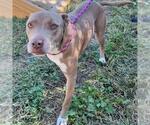 Small #1 American Pit Bull Terrier