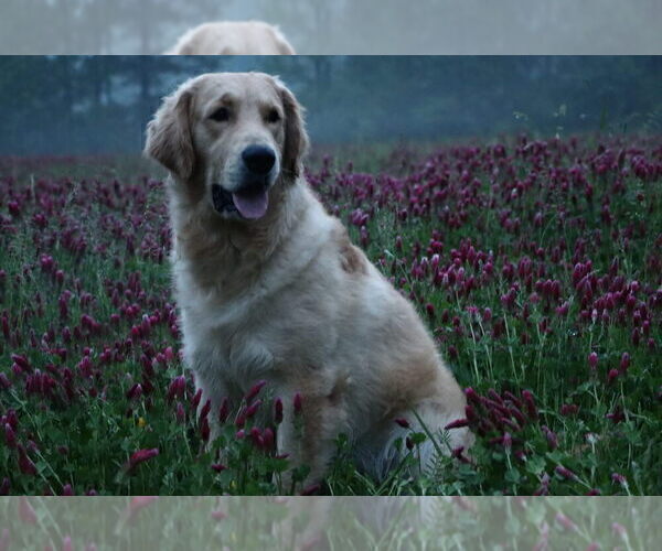 Medium Photo #1 English Cream Golden Retriever Puppy For Sale in ROCKY FACE, GA, USA