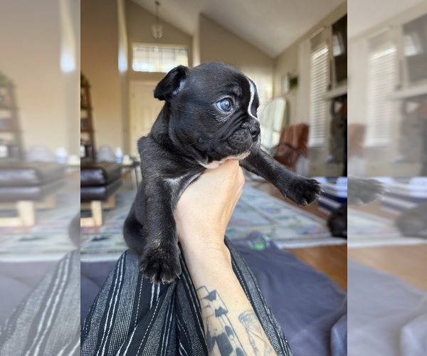 Medium Photo #3 Faux Frenchbo Bulldog Puppy For Sale in RENO, NV, USA