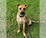 Small Black Mouth Cur Mix