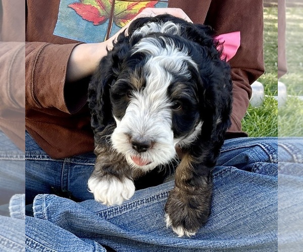 Medium Photo #5 Bernedoodle (Miniature) Puppy For Sale in ROY, UT, USA