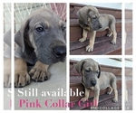 Small Photo #1 Great Dane Puppy For Sale in GREENVILLE, NC, USA