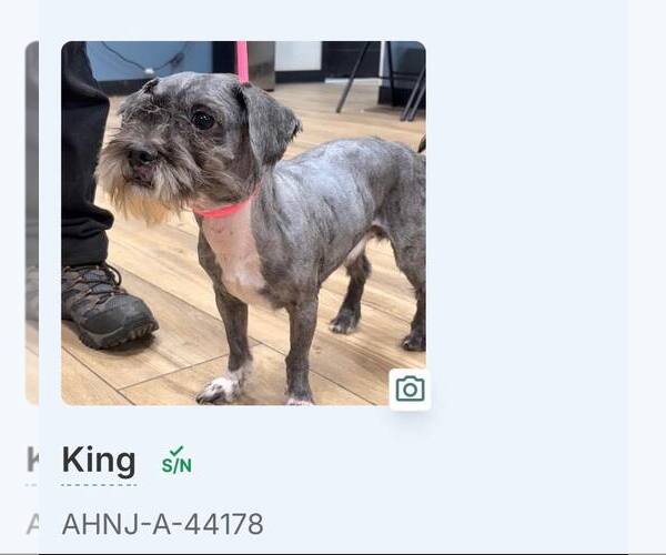 Medium Photo #3 Miniature Schnauzer-Unknown Mix Puppy For Sale in Westwood, NJ, USA