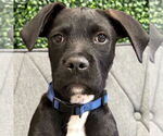 Small Labrador Retriever Mix