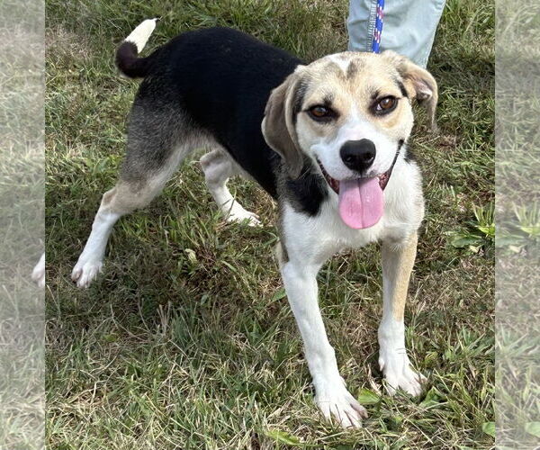 Medium Photo #2 Beagle-Unknown Mix Puppy For Sale in Batavia, OH, USA