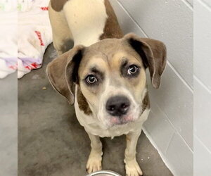 Pointer Dogs for adoption in Tavares, FL, USA