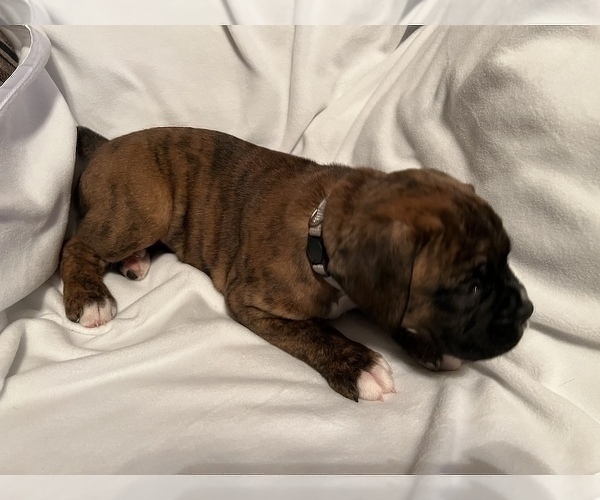 Medium Photo #9 Boxer Puppy For Sale in WATERFORD, PA, USA