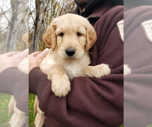 Goldendoodle Puppy for sale in BEMIDJI, MN, USA