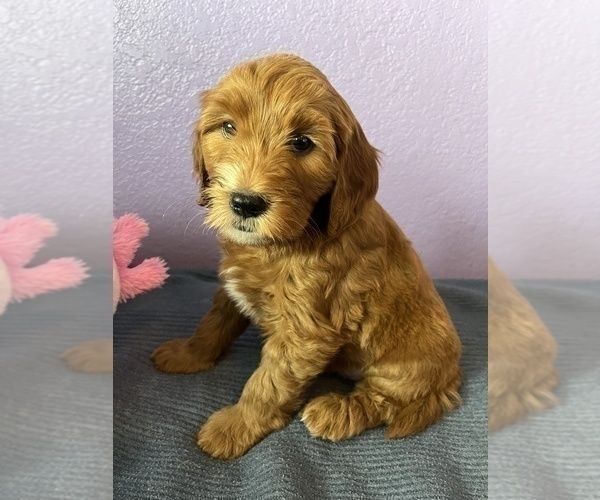 Medium Photo #1 Goldendoodle Puppy For Sale in FRESNO, CA, USA
