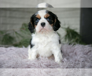 Medium Cavalier King Charles Spaniel