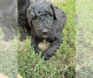 Poodle (Standard) Puppy for sale in LAKE GEORGE, NY, USA