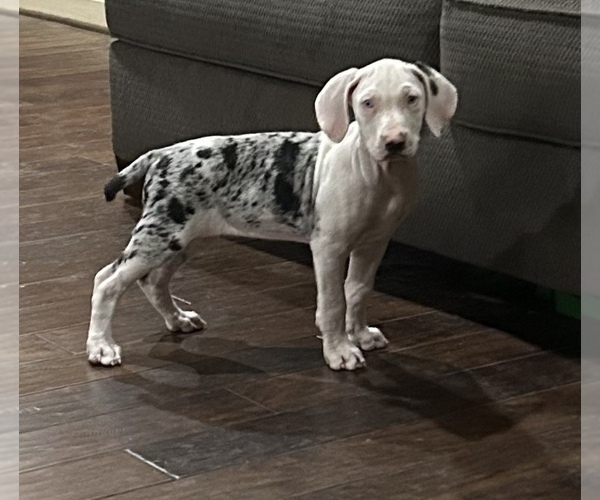 Medium Photo #1 Catahoula Leopard Dog Puppy For Sale in SPRING, TX, USA