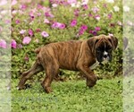 Small #4 Boxer
