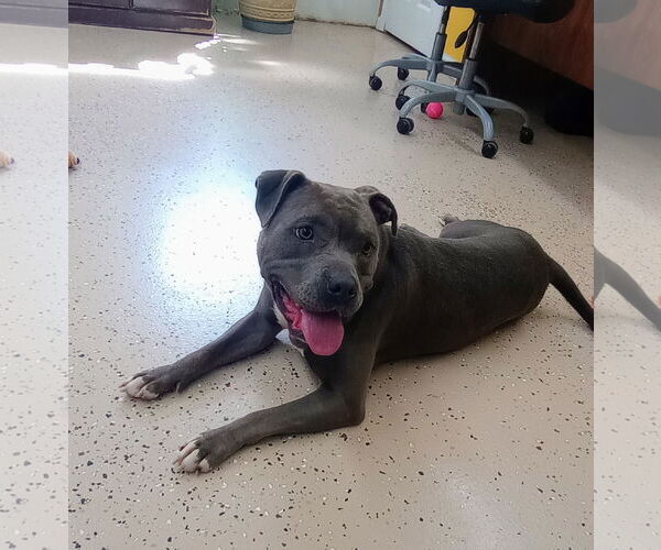Medium Photo #15 American Pit Bull Terrier Puppy For Sale in York, SC, USA
