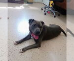 Small Photo #15 American Pit Bull Terrier Puppy For Sale in York, SC, USA