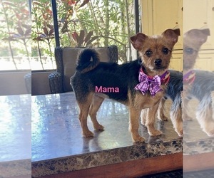 Mother of the Yorkshire Terrier puppies born on 08/21/2025