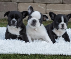French Bulldog Puppy for sale in JAMUL, CA, USA