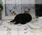Small Photo #7 YorkiePoo Puppy For Sale in CHANUTE, KS, USA