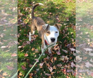 Mutt Dogs for adoption in Doylestown, PA, USA