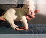 Small Photo #13 Dogo Argentino Puppy For Sale in BROOMALL, PA, USA