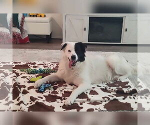 Great Pyrenees-Unknown Mix Dogs for adoption in Houston, TX, USA