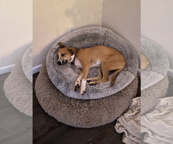Medium Photo #3 American Pit Bull Terrier-Unknown Mix Puppy For Sale in Chandler, AZ, USA