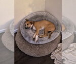Small #2 American Pit Bull Terrier Mix