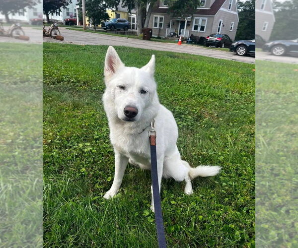 Medium Photo #4 Siberian Husky-Unknown Mix Puppy For Sale in Aurora, IN, USA