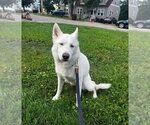 Small #3 Siberian Husky Mix