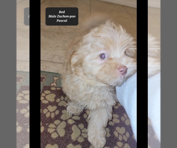 Medium Photo #3 Zuchon Puppy For Sale in TUCSON, AZ, USA