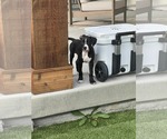 Small #2 Boxador