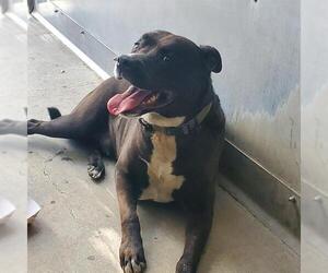 American Pit Bull Terrier-Labrador Retriever Mix Dogs for adoption in Camarillo, CA, USA