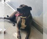 Small American Pit Bull Terrier-Labrador Retriever Mix